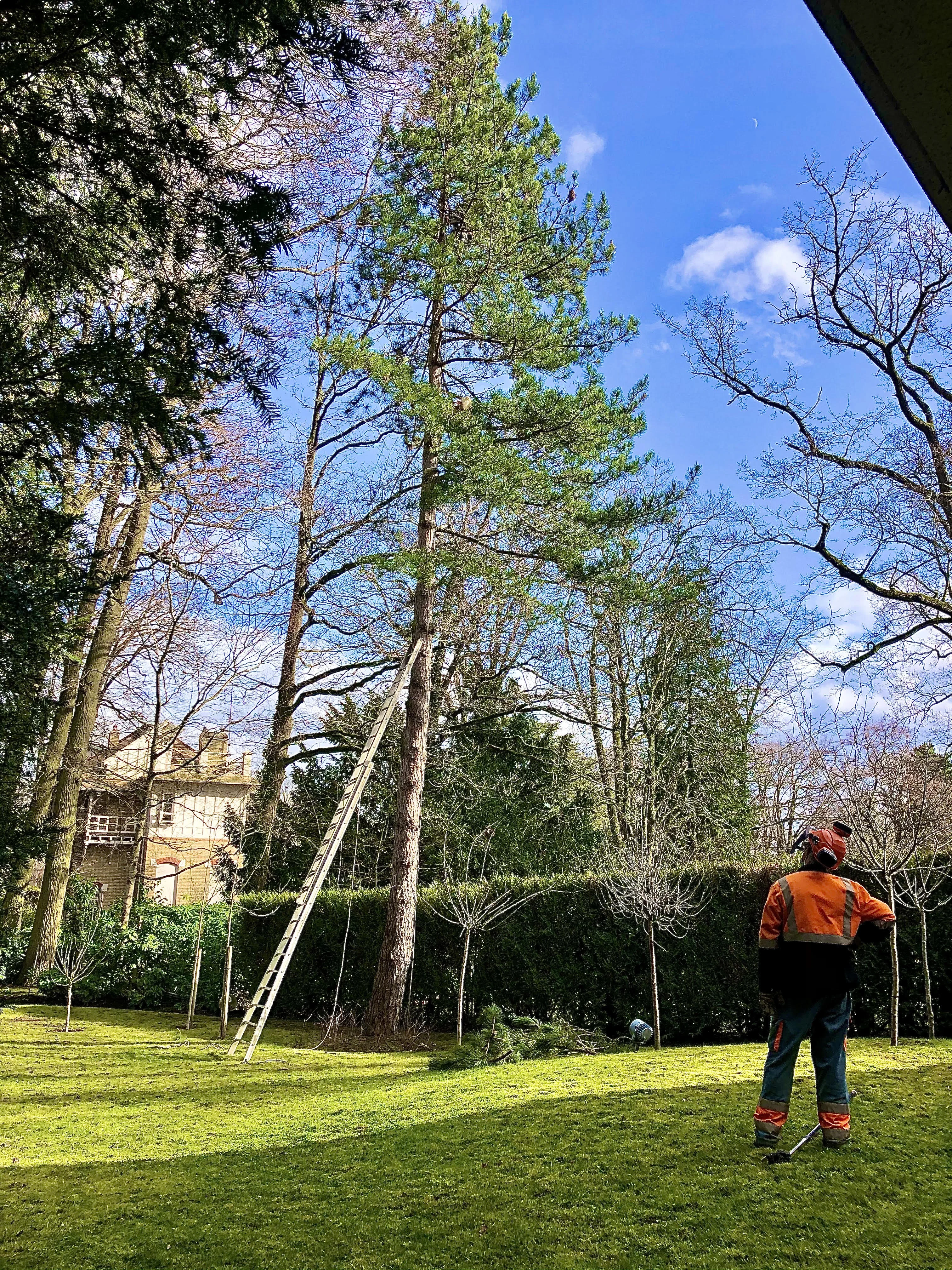 Artisan arboriste au travail dans un jardin en Essonne